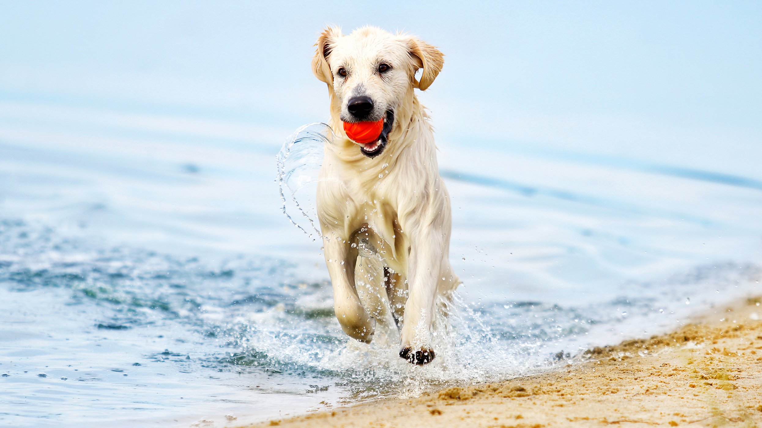 En ljus labrador springer på stranden med en orange boll i munnen. Foto. 